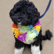 Bo, the Obama family dog